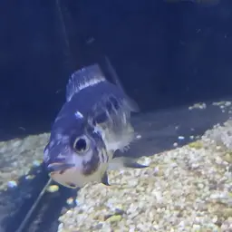 Yellowjacket Cichlid, photo 10