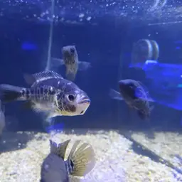 Yellowjacket Cichlid, photo 11