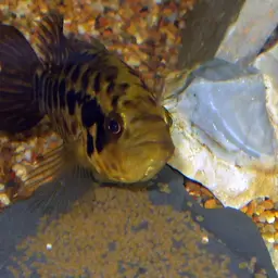 Jaguar Cichlid, photo 1
