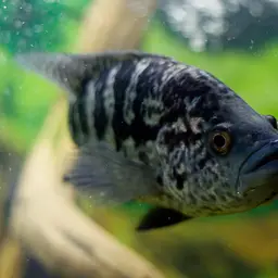 Jaguar Cichlid, photo 2