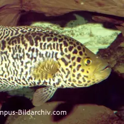 Jaguar Cichlid, photo 3