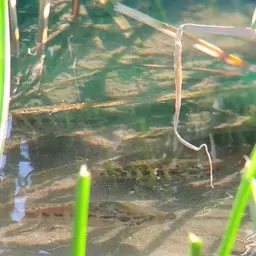 Jaguar Cichlid, photo 4