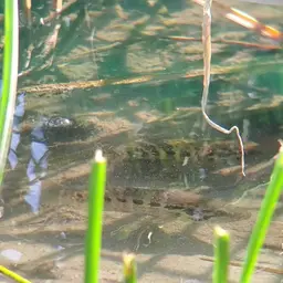 Jaguar Cichlid, photo 5