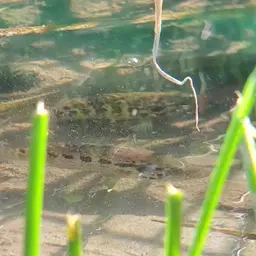 Jaguar Cichlid, photo 6
