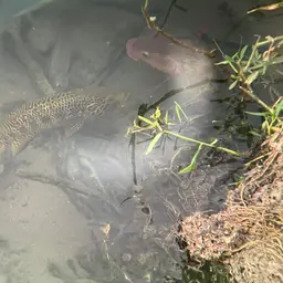 Jaguar Cichlid, photo 8