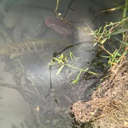 Jaguar Cichlid, photo 9