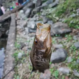 Jaguar Cichlid, photo 10