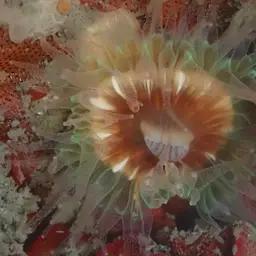 Brown Stony Coral