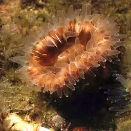 Brown Stony Coral, photo 2