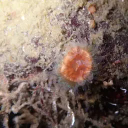 Brown Stony Coral, photo 3