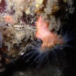 Brown Stony Coral, photo 4