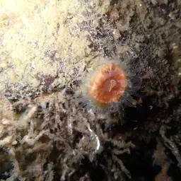 Brown Stony Coral, photo 5