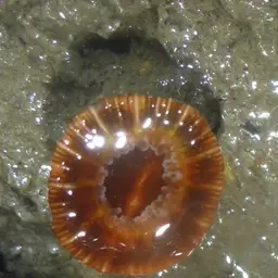 Brown Stony Coral, photo 6