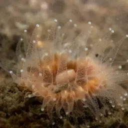 Brown Stony Coral, photo 8