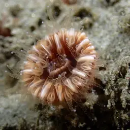 Brown Stony Coral, photo 10