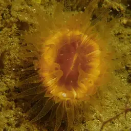 Brown Stony Coral, photo 11