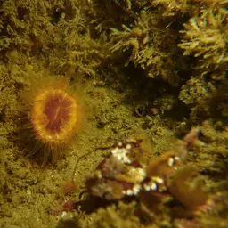 Brown Stony Coral, photo 12