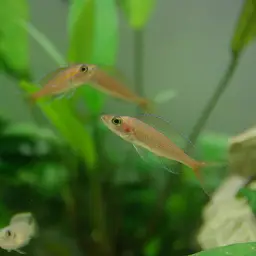 Blue Neon Cichlid, photo 2