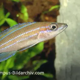 Blue Neon Cichlid, photo 3