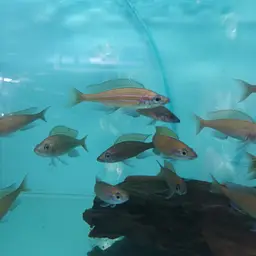 Blue Neon Cichlid, photo 4
