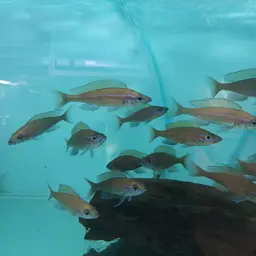 Blue Neon Cichlid, photo 5