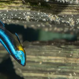 Blue Neon Cichlid, photo 6