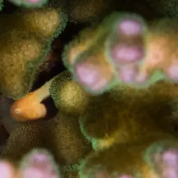 Blackfin Coral Goby
