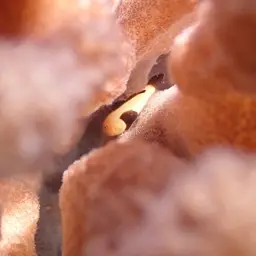 Blackfin Coral Goby, photo 2