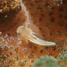 Blackfin Coral Goby, photo 3