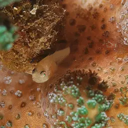 Blackfin Coral Goby, photo 4