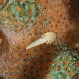 Blackfin Coral Goby, photo 5