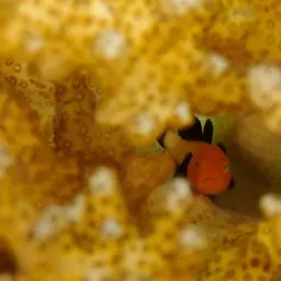 Blackfin Coral Goby, photo 6