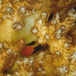 Blackfin Coral Goby, photo 7