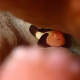 Blackfin Coral Goby, photo 9