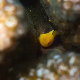 Blackfin Coral Goby, photo 10