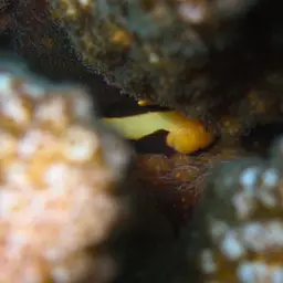 Blackfin Coral Goby, photo 11