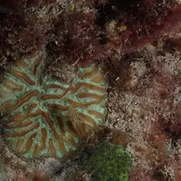 Lesser Star Coral, photo 1