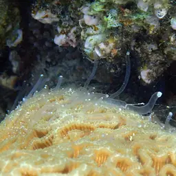 Lesser Star Coral, photo 2