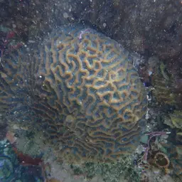 Lesser Star Coral, photo 3