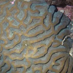 Lesser Star Coral, photo 4