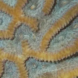 Lesser Star Coral, photo 5