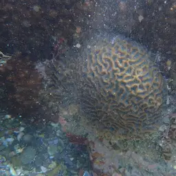 Lesser Star Coral, photo 6