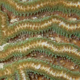 Lesser Star Coral, photo 7
