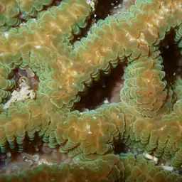 Lesser Star Coral, photo 8
