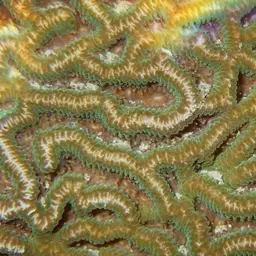 Lesser Star Coral, photo 9