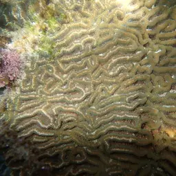 Lesser Star Coral, photo 10