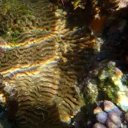 Lesser Star Coral, photo 11