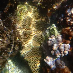 Lesser Star Coral, photo 12