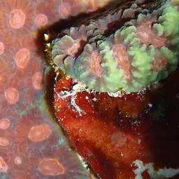 Larger Star Coral, photo 1