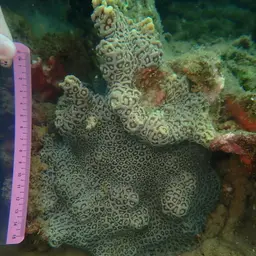Larger Star Coral, photo 2